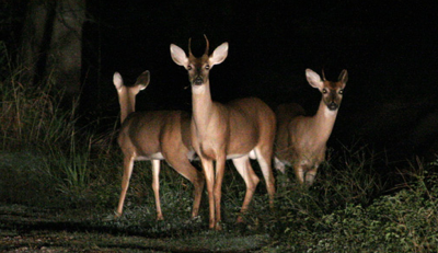 Be Cautious of Deer Near Highways This Fall