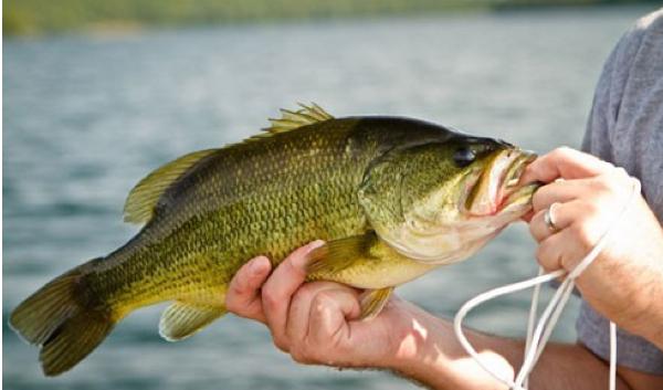 Changes in Smallmouth and Rock Bass Regulations