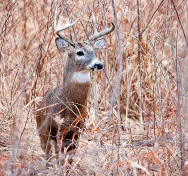 Apply Online for MDC Managed Deer Hunts Starting July 1, 2022