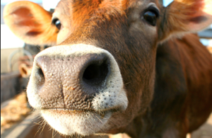 Livestock Regulations for the Stoddard County Fair