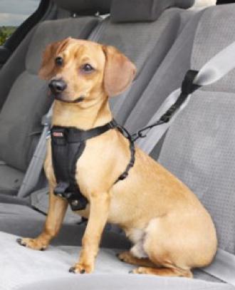 Motorists Reminded to Buckle Up