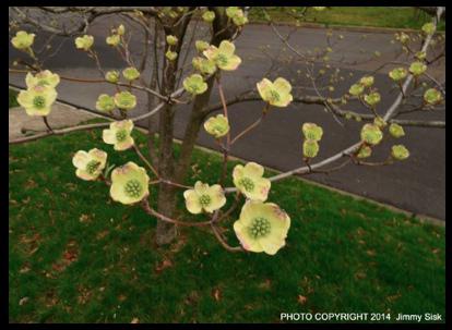 Dogwoods & Redbuds Could Bloom Early This Year