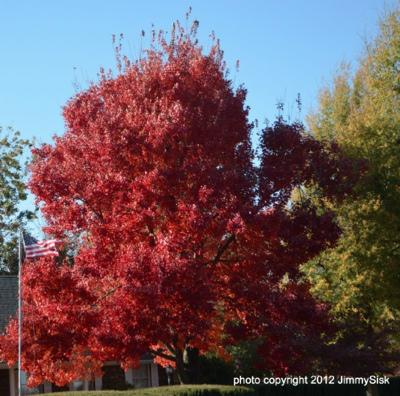 National Arbor Day