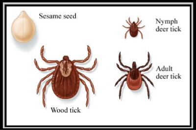 MDC Offers Tips for Avoiding Tick-Borne Illnesses