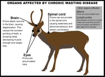 MO Dept of Conservation Leads Efforts to Protect Deer