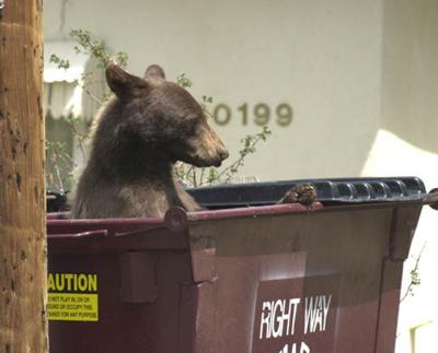 Beware of Hungry Bears