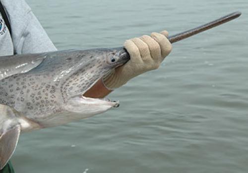 Paddlefish Season Opens March 15th With New MDC Tagging Project