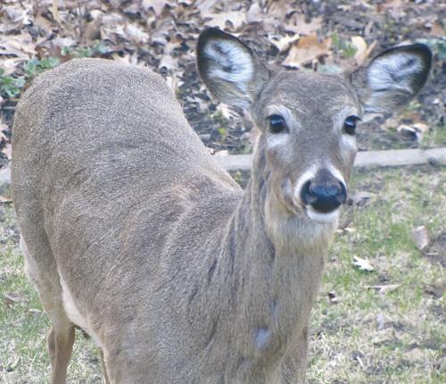 Eleven New Cases of CWD in Missouri Deer