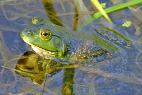 Frogging Season Begins June 30th at Sunset