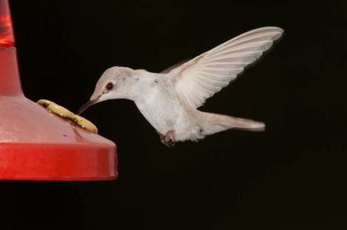 Help Band Hummingbirds at Cape Nature Center