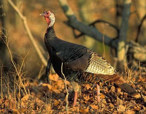 Hunters Checked 6,158 Turkeys During Fall Firearms Season