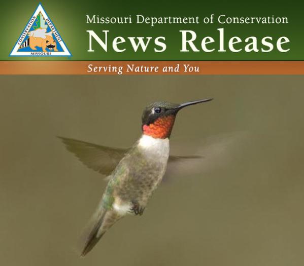 Welcome Back Hummingbirds!