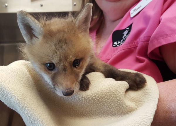 This Fox Says Please Don't Litter