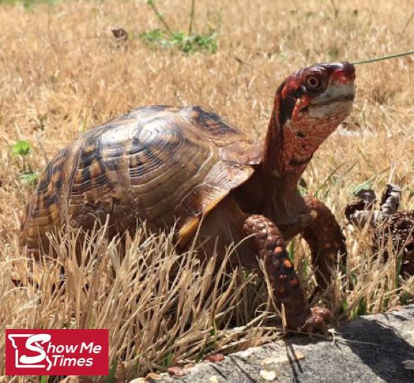 MDC Encourages Motorists to Give Turtles a Brake!
