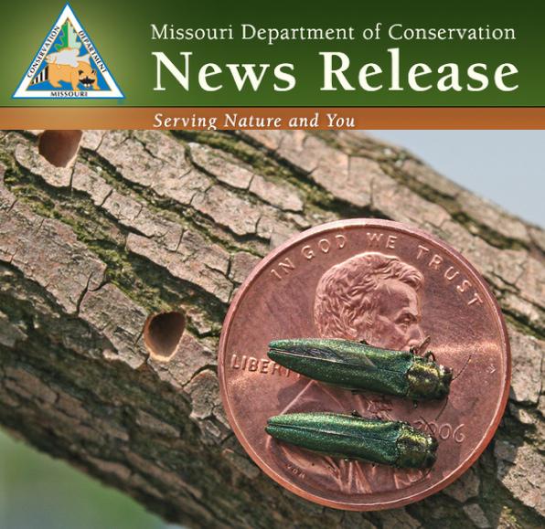 Invasive Emerald Ash Borer Continues to Threaten Missouri Ash Trees