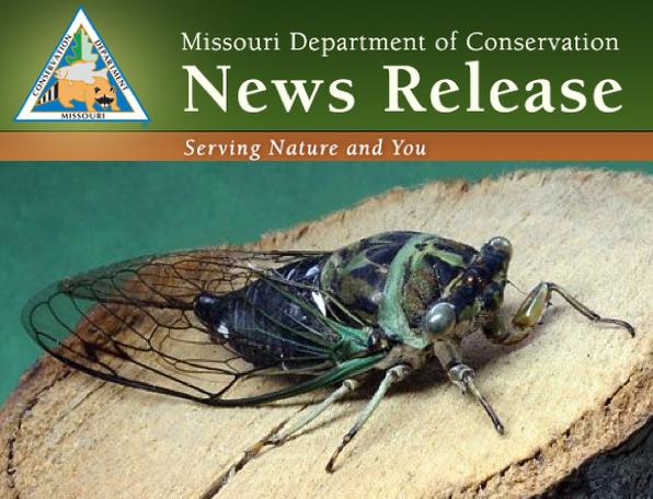 Cicadas Begin Their Summer Sounds in July