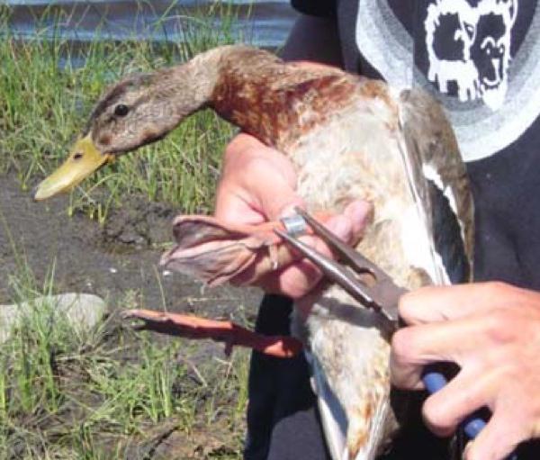 Duck Banding and Electrofishing Demonstration at Otter Slough