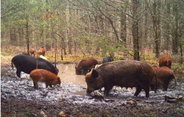 MO Conservation Commission Approves Hog-Hunting Ban