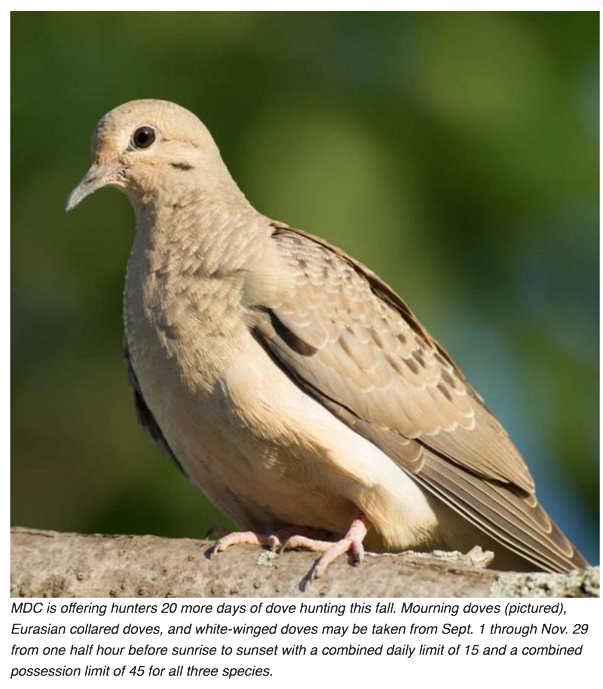 Missouri Dove Hunting Season Opens September 1st