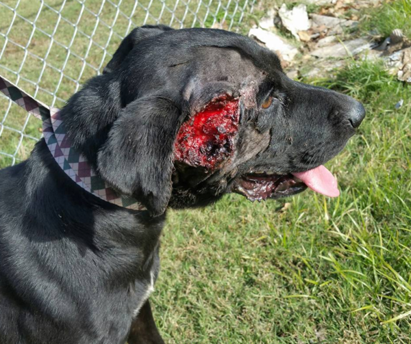 Pies for Puppies Fundraiser