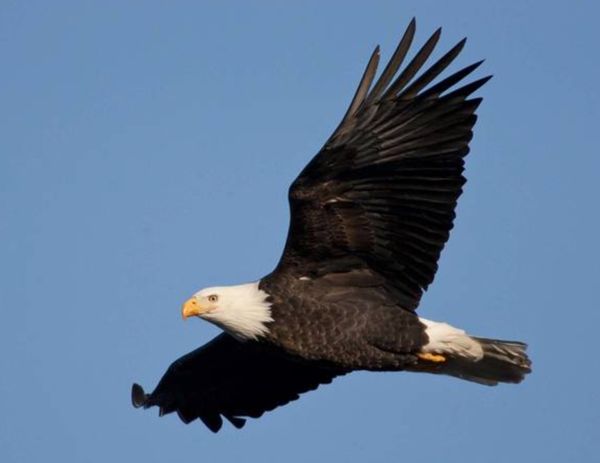Enjoy Eagle Days at Duck Creek, Mingo, and Wappapello Lake