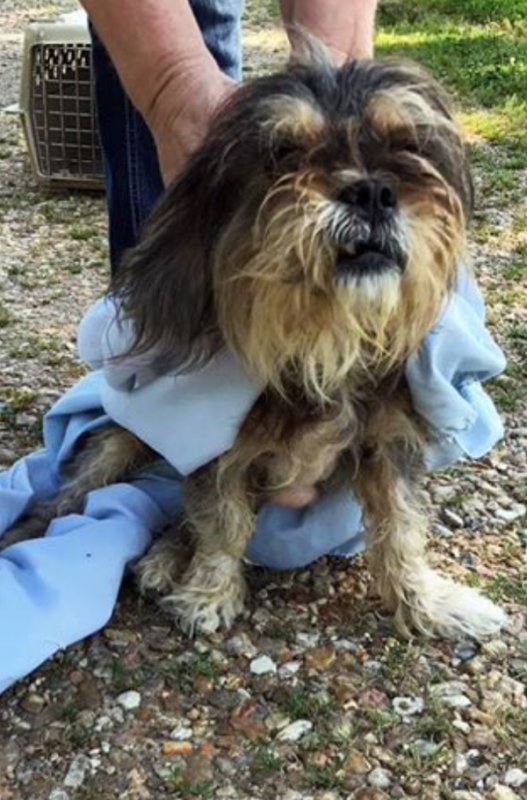 Lost Dog Looking for Owner