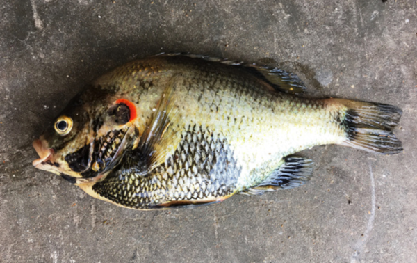 MO State-Record Sunfish Caught