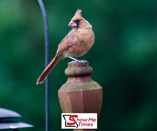 MDC Says Summertime is for the Birds