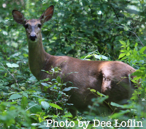 Apply Online July 1st for 100 MDC Managed Deer Hunts