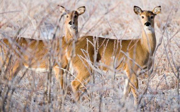 MDC Reports Final Deer Harvest and Archery Turkey Harvest