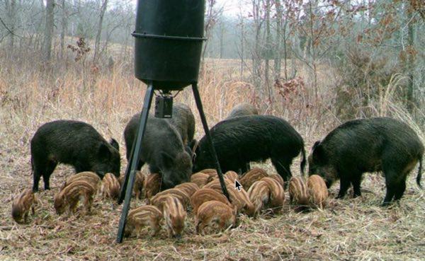 MDC and Partners Eliminate More than 6,500 Feral Hogs