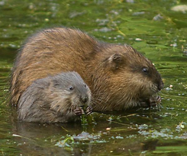 Human, Muskrat Relationship Status: It's Complicated
