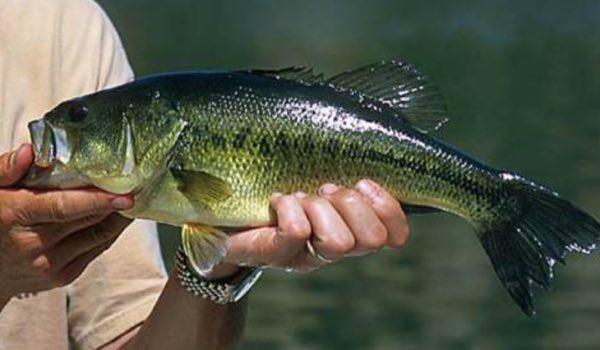 Squirrel and Black Bass Seasons Open Memorial Day weekend