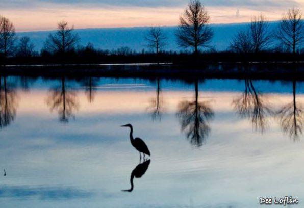 Public Input Sought for Otter Slough Conservation Area