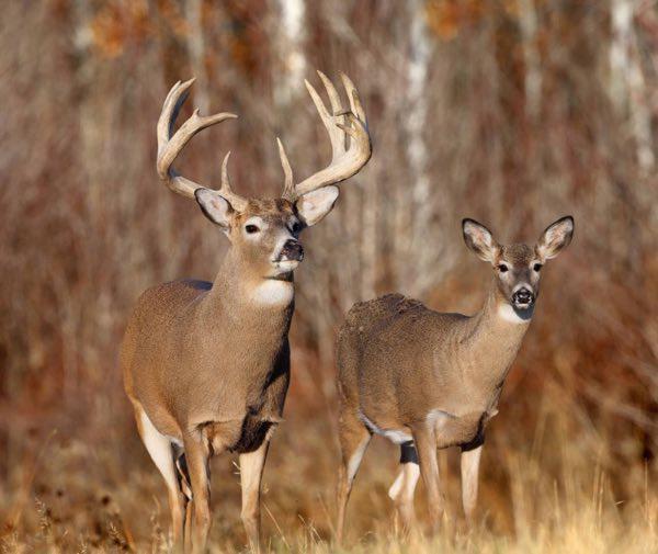 7 New Counties Added to CWD Mandatory Testing