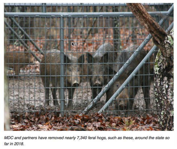 MDC Eliminates More than 7,300 Feral Hogs from Missouri