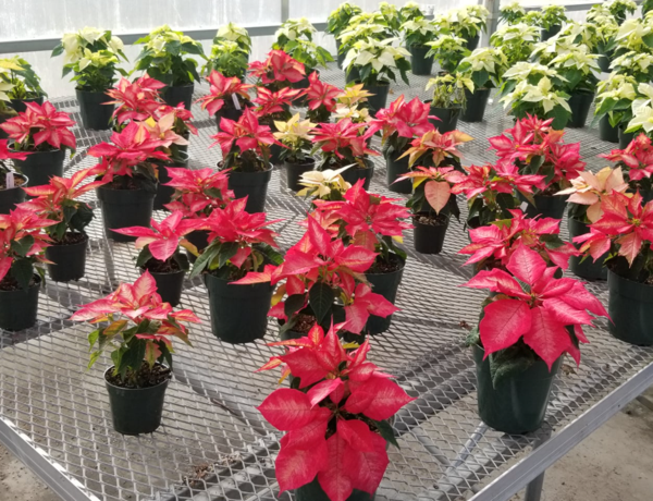 Bloomfield FFA Selling Poinsettias this Holiday Season