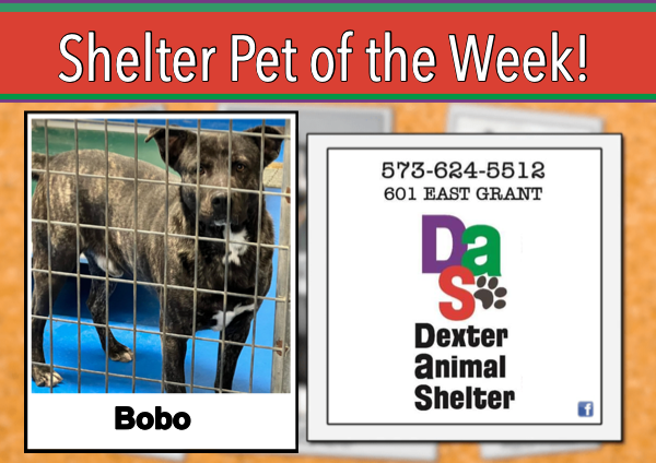 Dexter Animal Shelter Pet of the Week