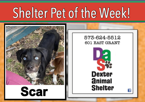 Dexter Animal Shelter Pet of the Week
