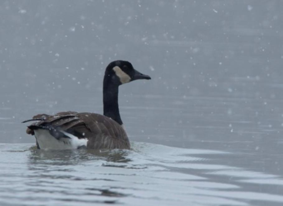 MDC encourages public to use caution amidst suspected avian influenza outbreak
