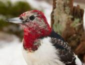 How to Help Winter Wildlife