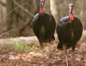 Apply for MDC Spring Managed Turkey Hunts