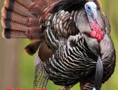 2015 Hunting, Trapping, Fishing Booklets Available