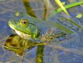 Frogging Season Begins June 30th at Sunset
