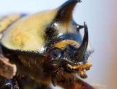 Bugs May Be Tiny, But They Have Big Stories to Tell