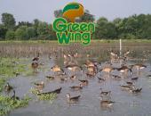 7th Annual Greenwing Event Slated for July 25th
