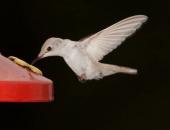 Help Band Hummingbirds at Cape Nature Center