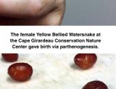 Cape Nature Center Snake Gives Virgin Births