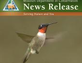 Welcome Back Hummingbirds!