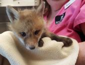 This Fox Says Please Don't Litter